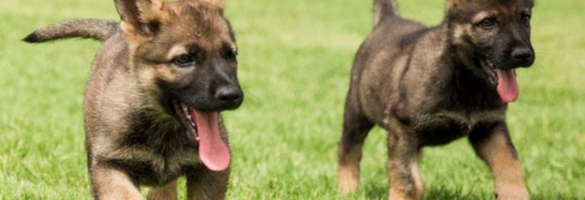 Lawdogs Australia = ‘A Dog Show With Bite’